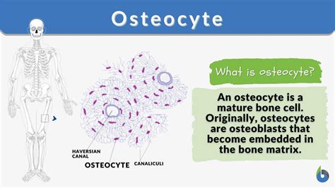 Osteocyte - Definition and Examples - Biology Online Dictionary