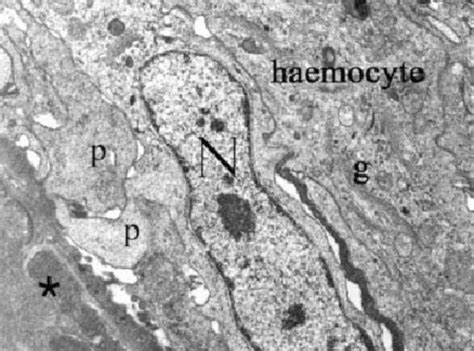 Encapsulated and killed Schistosoma mansoni sporocyst (dark region of ...