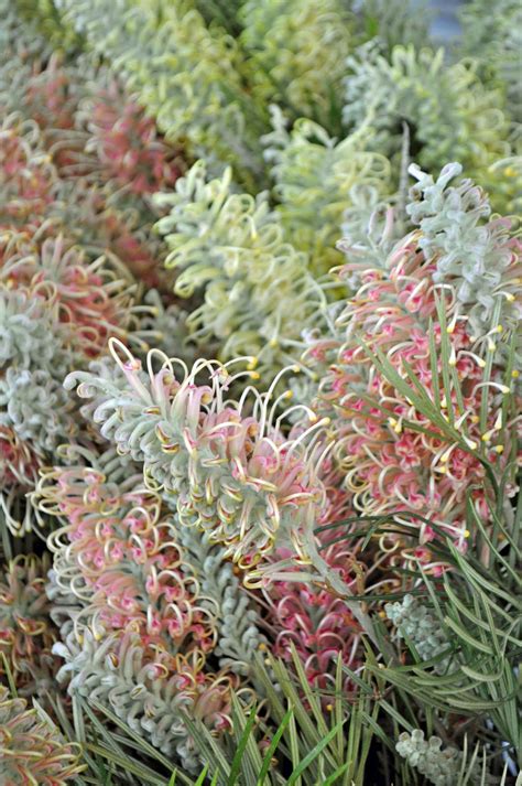 A Passion for Flowers: 5 Reasons to Love Grevillea Flowers