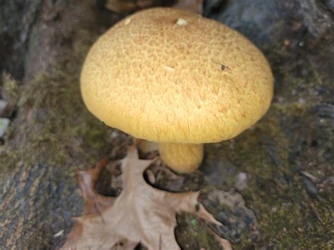 Gymnopilus speciosissimus from Dunes Prairie Nature Preserve, Unnamed ...