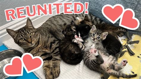 Mama Cat Reunited with Kittens After Weeks Apart - YouTube