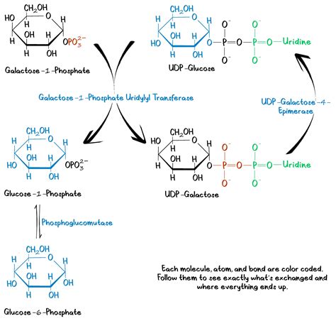 Galactose and Mannose Metabolism - PhD Muscle