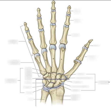 Carpal bones labeling Diagram | Quizlet