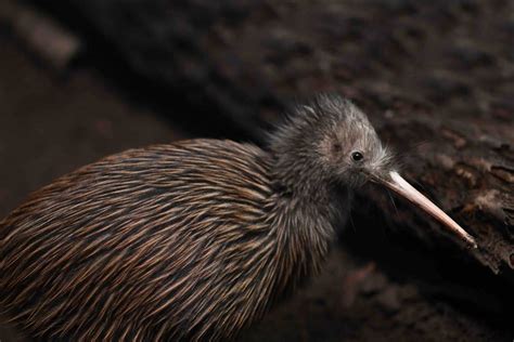 40 Kiwi Bird Facts: New Zealand's Most Iconic Animal - Facts.net