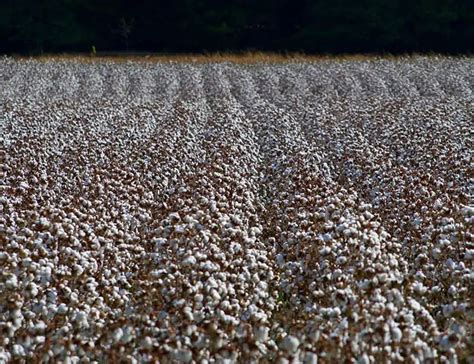 Environmental Impact of Cotton from Growing, Farming & Consuming