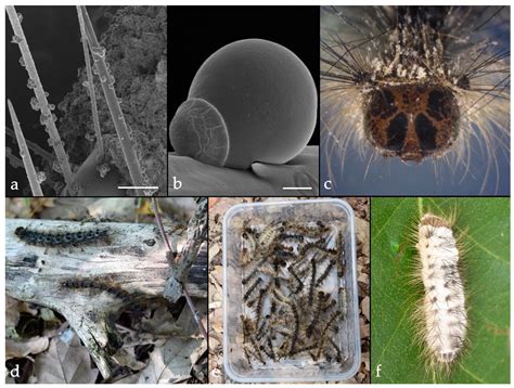 Insects | Free Full-Text | Microbial Control of Invasive Forest Pests ...