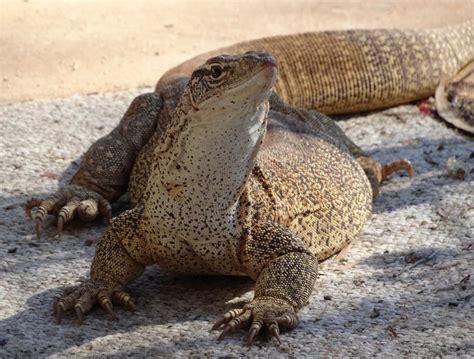 Sand Goanna Spotting - Land for Wildlife / Garden for Wildlife Central ...