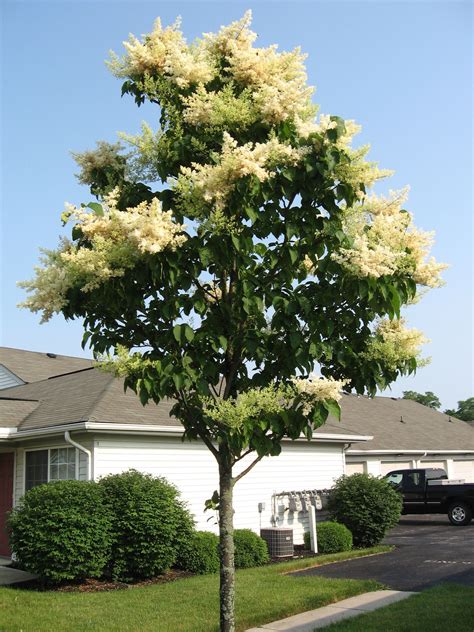 Syringa reticulata - Japanese Lilac Tree - 4 - H&S 20ft | Lilac tree ...