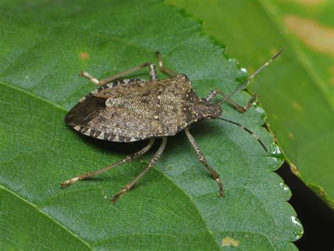 Brown Marmorated Stink Bug | WSU Tree Fruit | Washington State University