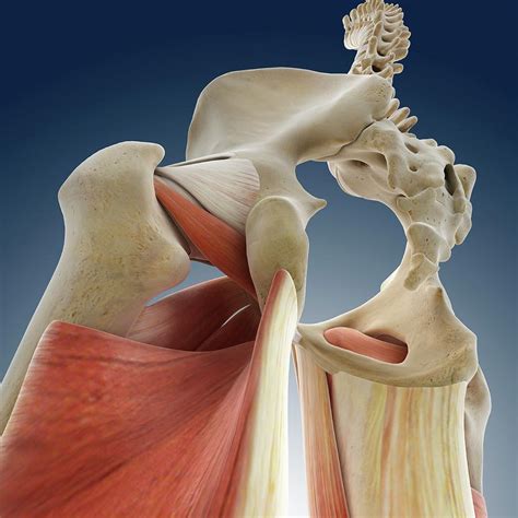 Hip Anatomy #14 Photograph by Springer Medizin/science Photo Library ...