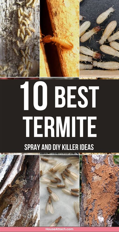 10 DIY Termite Killer Spray Ideas that Works