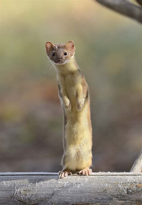 Weasels Are Built for the Hunt (Published 2016) | Nature animals ...