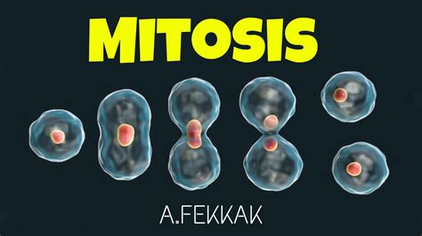 Cell Cycle Mitosis Animation