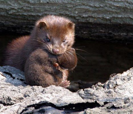 American Mink Facts | Anatomy, Diet, Habitat, Behavior - Animals Time