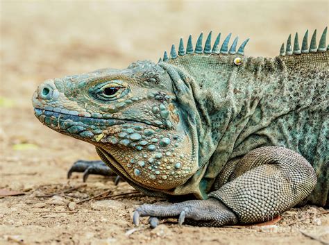 Blue iguana, Grand Cayman, Cayman Islands Photograph by Karol Kozlowski