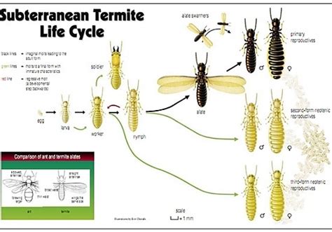 Subterranean Termite Control | Life Pest Control