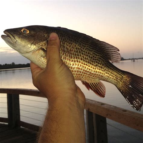 Mangrove Snapper Size Limit Florida 2024 - Benny Cecelia