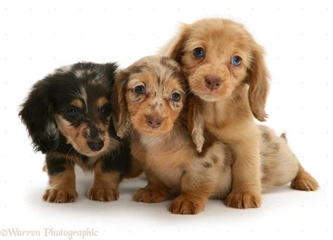 Dogs: Dachshund pups photo | Dachshund puppy miniature, Dapple ...