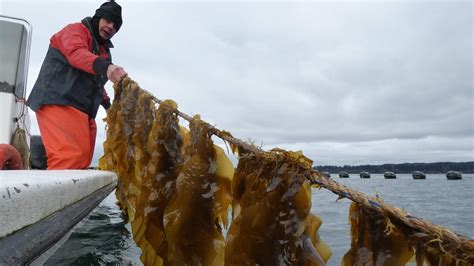 Seaweed Farming Has Vast Potential (But Good Luck Getting a Permit ...