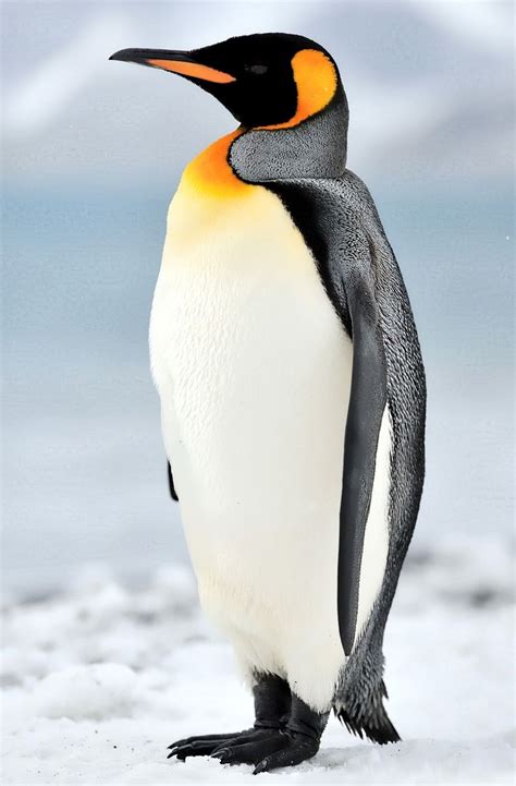 Aptenodytes patagonicus - Pingüino Rey | Penguin pictures, Penguins ...