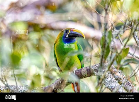 Emerald toucanet (Aulacorhynchus prasinus), small toucan. Beautiful ...