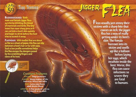 Jigger Flea | Weird n' Wild Creatures Wiki | Fandom