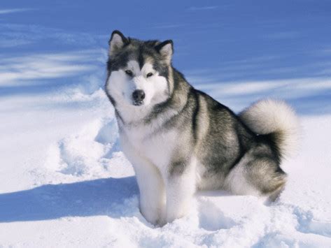 Such Good Dogs: Breed of the Month-- Alaskan Malamute