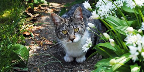 How to keep cats off the garden | International Cat Care