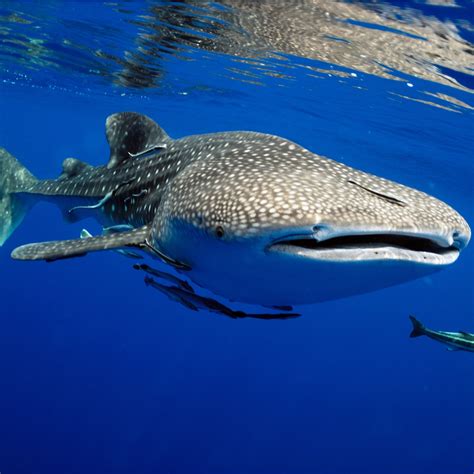 INTERNATIONAL WHALE SHARK DAY - August 30, 2023 - National Today