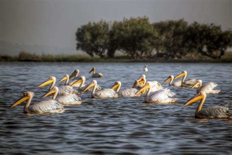 pelicans on lake tana | Early morning visit to lake Tana in … | Flickr