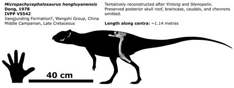 Micropachycephalosaurus by Megalotitan on DeviantArt