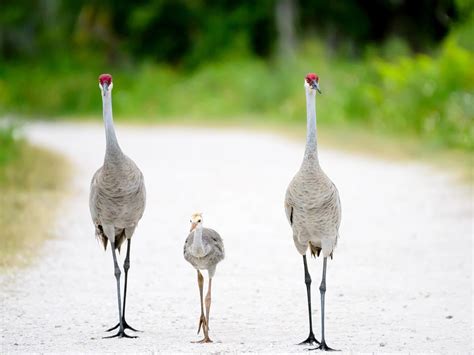 What Is A Group Of Cranes Called? (Complete Guide) | Birdfact