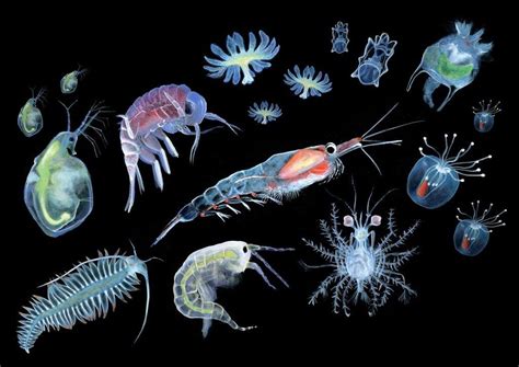 Twitter | Deep sea creatures, Microscopic photography, Ocean creatures