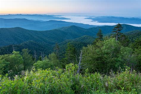 A Tree Falling: Great Smoky Mountains National Park: Clingmans Dome Sunrise