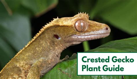 13 Awesome Plants for Crested Gecko Vivariums | Reptile Advisor | Gecko ...