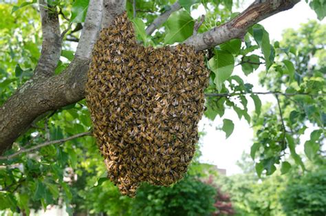 How to Capture a Bee Swarm - Modern Farmer