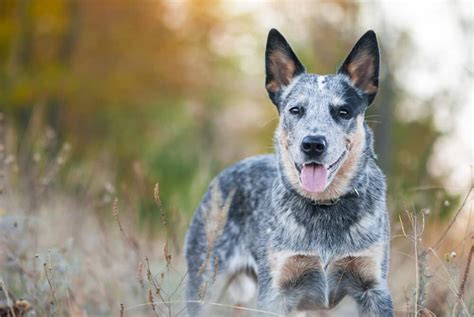 Blue Heeler Puppies | What To Know About The Blue Heeler Puppies