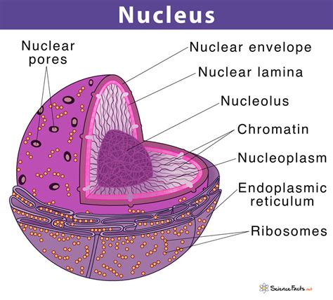 Cell nucleus definition structure function with diagram – Artofit