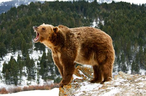 The "Listening Lab" is a Fascinating Way to Learn About Animal Calls