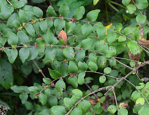 Symphoricarpos orbiculatus page