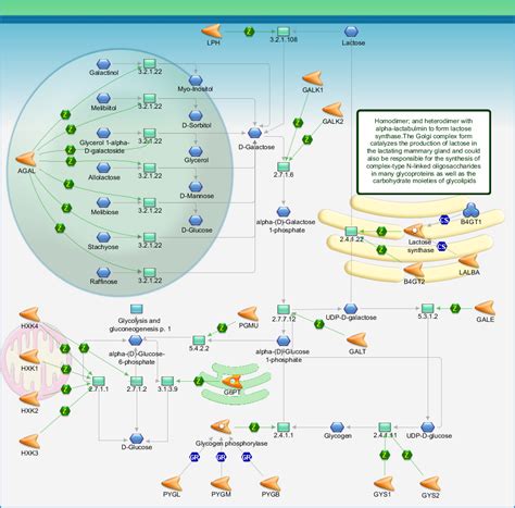 Galactose metabolism Pathway Map - PrimePCR | Life Science | Bio-Rad