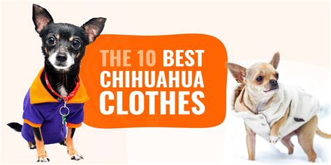 10 Best Chihuahua Clothes – Sizing, Fabrics, Buying Guide & Reviews!