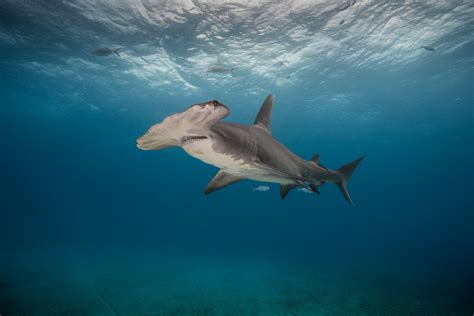 Monster 1,300lb Hammerhead Filmed Feasting on 6ft Shark - Newsweek