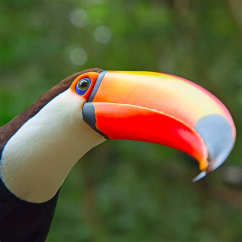 Toco Toucan | Rainforest Animals