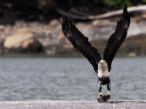 Bald eagle recovery hampered by use of lead ammunition : NPR