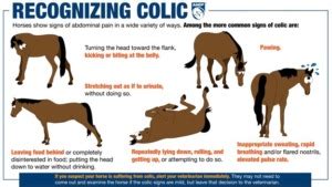 September: Impaction Colic - Swiftsure Equine