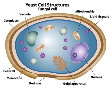 Estructuras De Levadura De Una Célula Fúngica Ilustración del Vector ...