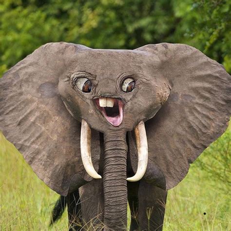 This is why elephants have eyes on the sides of their heads and mouths ...