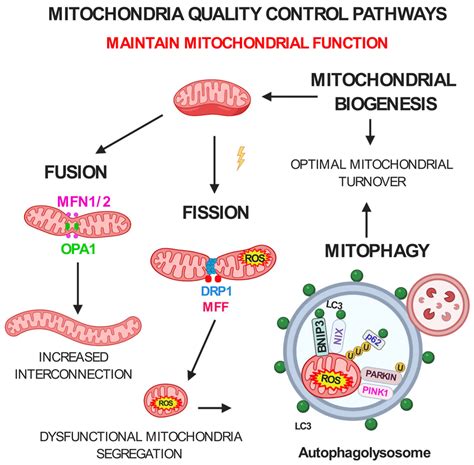 Mitochondria quality control pathways maintain mitochondrial function ...