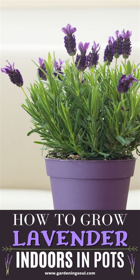 How To Grow Lavender Indoors in Pots | Growing lavender, Indoor ...